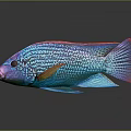 Vibrant Tropical Fish With Detailed Blue Red Orange Scales And Shiny Reflection On Dark Background