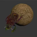 Purple Flying Beetle Crawling Beside Brown Textured Ball on Reflective Surface