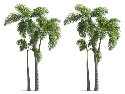 Tall Tropical Palm Trees With Lush Green Fronds And Slender Trunks 3d model