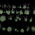 Decorative Purple Flowers and Various Green Grasses on Black Background