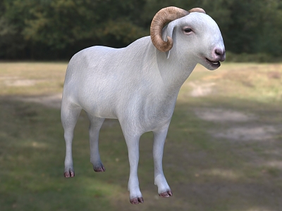 World's Most Expensive Sheep Senegal Radum Sheep Animal Creatures model