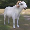 World's Most Expensive Sheep Senegal Radum Sheep Animal Creatures 3d model