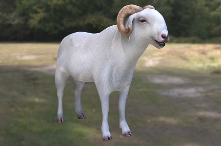 World's Most Expensive Sheep Senegal Radum Sheep Animal Creatures 3d model