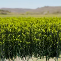 Blooming Yellow Rapeseed Flower Field Natural Source Of Organic Cooking Oil Ingredients