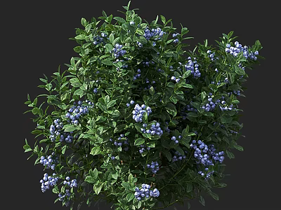 Lush Green Arbor With Dense Foliage And Abundant Blue Berries 3d model