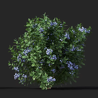 Lush Green Arbor With Dense Foliage And Abundant Blue Berries 3d model