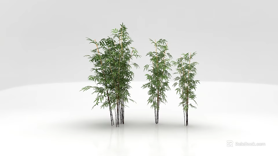 Three Bamboo Plants With Green Leaves On White Background And Reflection 3d model 