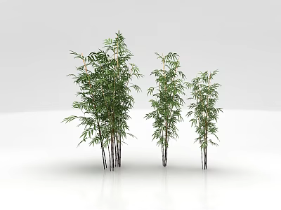 Three Bamboo Plants With Green Leaves On White Background And Reflection 3d model