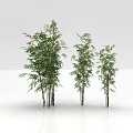 Three Bamboo Plants With Green Leaves On White Background And Reflection