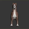 Brown and White Striped Boxer Dog Standing in Studio with Smooth Surface 3d model