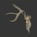 Modern Skull Animal Bone Fossil Antler 3d model