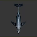 Blue Whale Majestic Aquatic Animal With Blue Coloration Graceful Swimming Posture Isolated On Gray Background