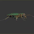 Green Beetle With Yellow Spots Long Antennae And Legs On Dark Background
