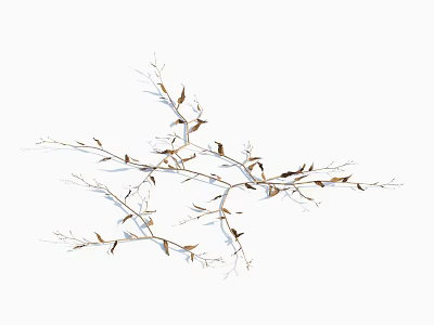 Natural Plant Branches With Small Light Colored Leaves Showing Detailed Structure On White Background 3d model