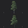 Various Arbor Trees Shown from Different Angles Isolated on Black Background 3d model