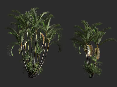 Lush Tropical Palm Shrubs With Green Leaves And Various Growth Forms 3d model