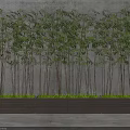 Tall Bamboo Plants With Green Leaves Against Concrete Wall In Wooden Planter