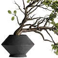 Lush Green Bonsai Plant in Black Geometric Vase with Curved Branches