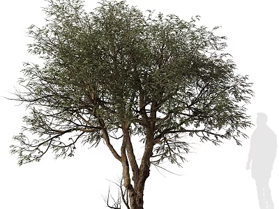Tall Arbor With Dense Green Foliage And Thick Trunk Beside Human Silhouette 3d model