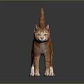 Orange Tabby Cat Standing On Black Glossy Surface With Gray Background