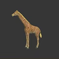 Giraffe With Long Neck And Spotted Coat Standing On Smooth Dark Surface 3d model