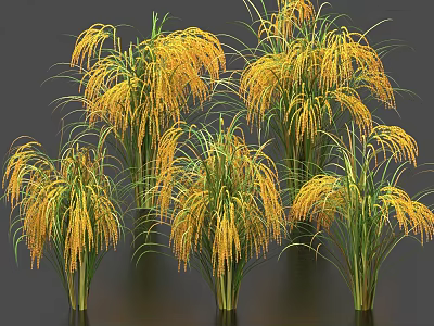 Multiple Rice Plants With Green Stems And Yellow Drooping Panicles Growing Healthily 3d model