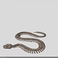 Detailed Snake Skeleton Display With Articulated Bone Structure And Coiled Body