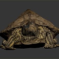 Modern Turtle Cartoon Turtle Snapping Turtle 3d model