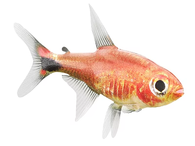 Vibrant Red Tropical Fish With Large Black Eyes And Transparent Fins 3d model