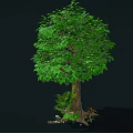 Cartoon Scene Of Lush Green Tree With Thick Trunk Small Plants And Stones At Roots