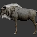 Wildebeest Standing On Black Background With Reflection And Detailed Fur Texture 3d model