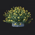 Beautiful Decorative Potted Plant With Bright Yellow Flowers In White Pot