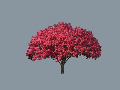 Vibrant Red Blossoms Ornamental Tree With Lush Canopy Isolated On Gray Background 3d model