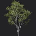 Tall Arbor With Green Leaves And Slender Trunk Featuring Dense Branches And Foliage