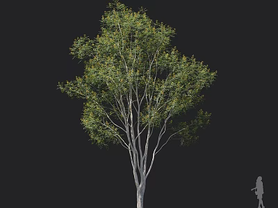 Tall Arbor With Green Leaves And Slender Trunk Featuring Dense Branches And Foliage 3d model