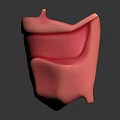 Detailed Anatomical Oral Organ Model Displaying Pink Gingiva And Jaw Structure