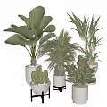 Indoor Potted Palm Cactus And Succulent Plants In White Decorative Pots