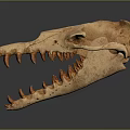 Detailed Crocodile Skull Skeleton Displaying Sharp Teeth And Anatomical Structure 3d model