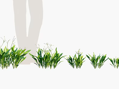 Fresh Green Grass Plants Of Various Types With Lush Leaves In Natural Row 3d model