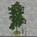 Lush Leafy Arbor in Circular Grass Lawn with Square Tiled Ground and Height Indicator