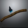 Blue and black bird perched on curved wooden branch against dark background