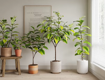 Indoor Bonsai Potted Plants With Lush Green Leaves In Decorative Pots By Window 3d model