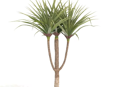 Tall Green Leafy Arbor Tree With Multi Trunk And Lush Foliage 3d model