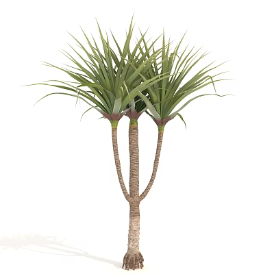Tall Green Leafy Arbor Tree With Multi Trunk And Lush Foliage 3d model