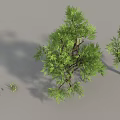 Lush Green Trees With Foliage Brown Trunks And Surrounding Grass 3d model