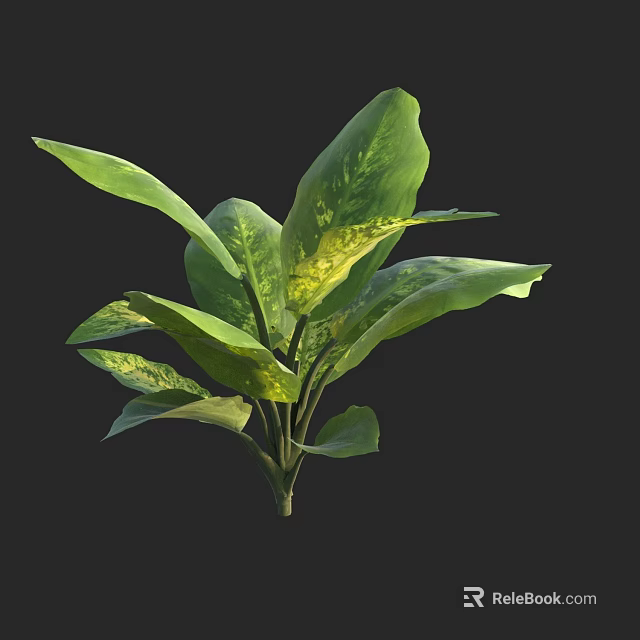 Vibrant Green Plant Featuring Large Leaves With Yellow Spots On Black Background 3d model 
