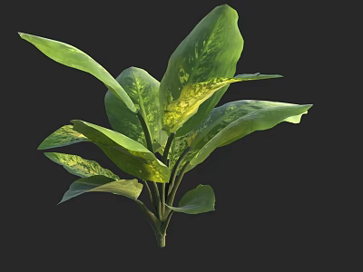 Vibrant Green Plant Featuring Large Leaves With Yellow Spots On Black Background 3d model