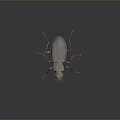 Black beetle with red legs and antennae on gray background