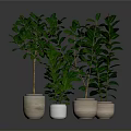 Four Green Indoor Potted Plants In Different Colored Pots Against Gray Background