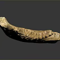 Ancient Serrated Fossil Specimen With Yellowish Bone Structure On Gray Background
